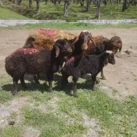 میش و بره افشاری