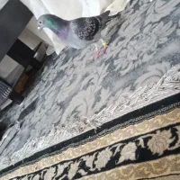 پلاکی|پرنده|خرمشهر, |دیوار