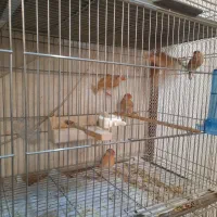 فنچ نرگسی شکلاتی|پرنده|پاکدشت, پاکدشت (مامازند)|دیوار