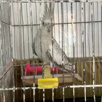عروس مرواریدی|پرنده|بیرجند, |دیوار