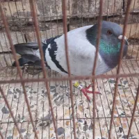 کبوتر پلاکی|حیوانات|حمیدیه, |دیوار