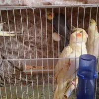 عروس هلندی|پرنده|مشهد, امیرآباد|دیوار