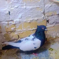 کفتر سینه نر