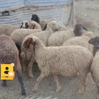 گوسفند