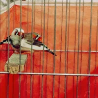 فنچ|پرنده|سبزوار, شرق کال میانی|دیوار