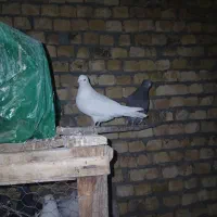 کفتر سالم و خونگی|پرنده|شهرضا, |دیوار