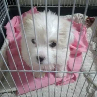 شیتژومالتیز پرمواماده تحویل