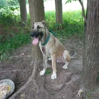 سگ سراب ماده اصل