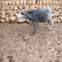 گوساله نر ۶ماهه