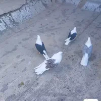 ۴عدد پشتار نوک جم