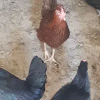 تخم مرغ نطفه دار از بهترین مولدها۳۷عدد|حیوانات مزرعه|شیراز, آزادگان|دیوار