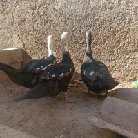 اردک اسرائیلی سالم و سرحال|پرنده|آق قلا, |دیوار