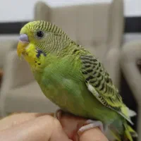 مرغ عشق