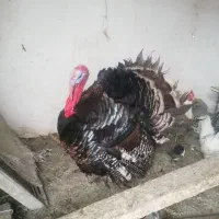 فروش بوقلمون نر ماده مرغ خروس جوجه