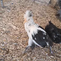 جوجه سلطان اصل