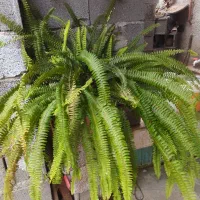 گل های قشنگ