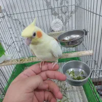 دوجفت عروس هلندی