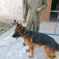 ژرمن ،روتوایلر|سگ|شهریار, رزکان|دیوار