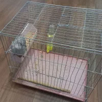 عروس هلندی|پرنده|ازنا, |دیوار