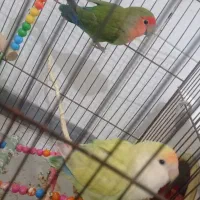 طوطی برزیلی