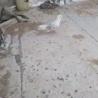 پشتی نر فروشی