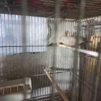 فروش تعدادی شارکول وفنچ لپ سیاه وکینگ وبنگالی