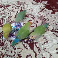 جوجه برزیلی سه ماهه دونخور