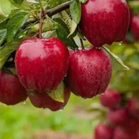 کارگر حرفه ای میوه چینی