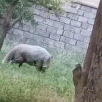 بره قوچی بختیاری و بره ماده دو رگ خوب مخصوص داشت