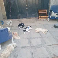 نگهبان پناهگاه حیوانات