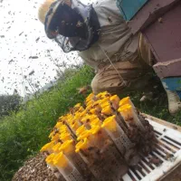 عسل کوهستان کوهرنگ چهارمحال  خالص و طبیعی