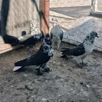 کبوتر صدا کن.|پرنده|شهرکرد, |دیوار