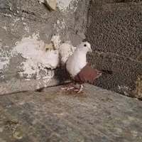 کبوتر یا کفتر