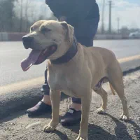 سگ پیتبول آماده کشش