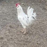 مرغ وخروس گلین