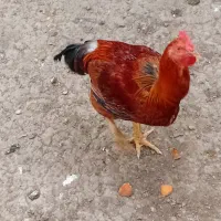 حنایی خروس ،غاز|حیوانات مزرعه|قائم‌شهر, |دیوار