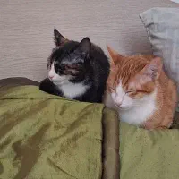 بچه گربه نازو خوشگل|گربه|کرج, شاهین‌ویلا|دیوار