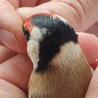 سهره نر نشاندار|پرنده|اردبیل, |دیوار