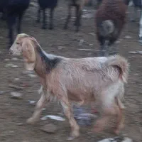 بزغاله ماده گوش بلند نژاد دار