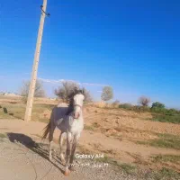 کره اسب|اسب و تجهیزات اسب‌سواری|اسفرورین, |دیوار