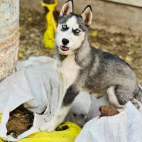 سگ هاسکی ده ماهه|سگ|شیراز, علی آباد|دیوار