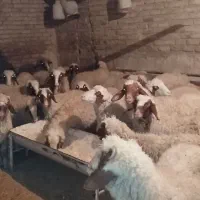 بره نر|حیوانات مزرعه|سرپل ذهاب, |دیوار