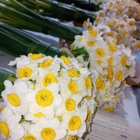 گل نرگس شاخه ای 11هزار