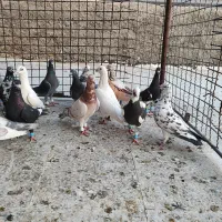 کفتر پلاکی دورگ بیرونی پرشی زرنگ|پرنده|شیراز, شیخ علی چوپان|دیوار