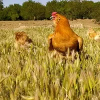 مرغ و خروس امراکانا بوف طلایی رنگ تخم آبی