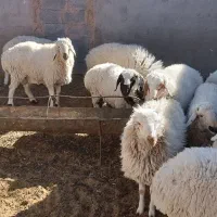 بره نر چاق پرواری