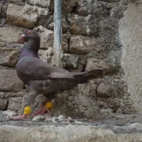 کبوترساردورگ جوانه پرشی جفتگاه