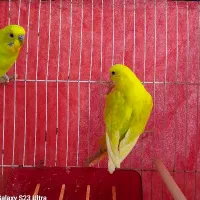یک جفت مرغ عشق بدون قفس