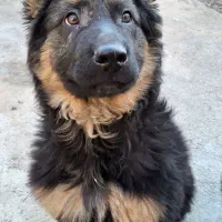 ژرمن شپرد شولاین