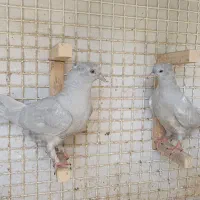 کله الماسی و کله سیاه